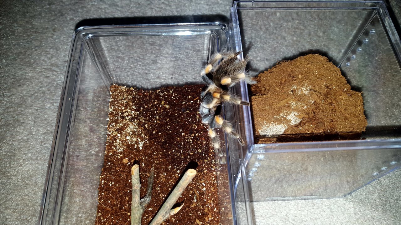 Spider owners tips, feed videos and BS Page 108 World