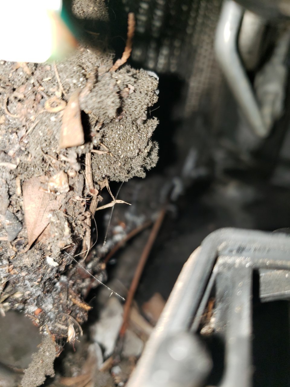 Mold smell from car vents, 2003 World