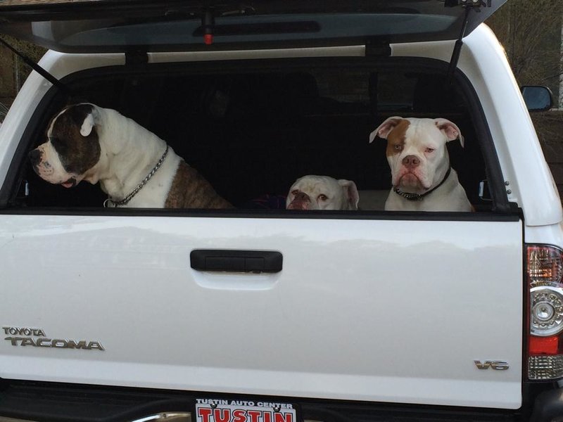 Dog in a camper shell World