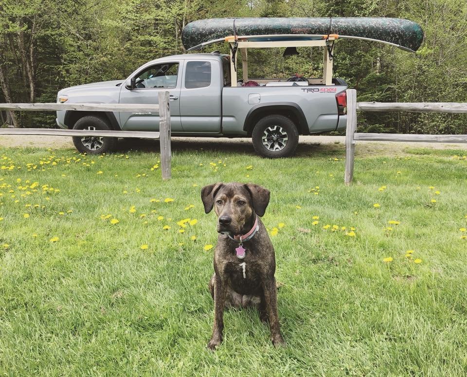 Dogs with LET’S SEE THEM! World