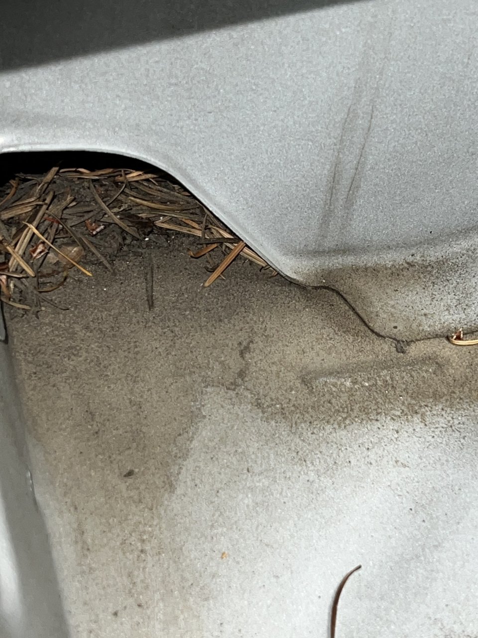 Mildew Smell after rain & car wash World