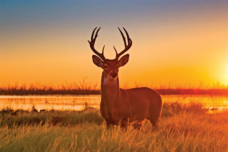 Where to Buy A Hunting License in Boerne, Texas Boehm Commercial Group