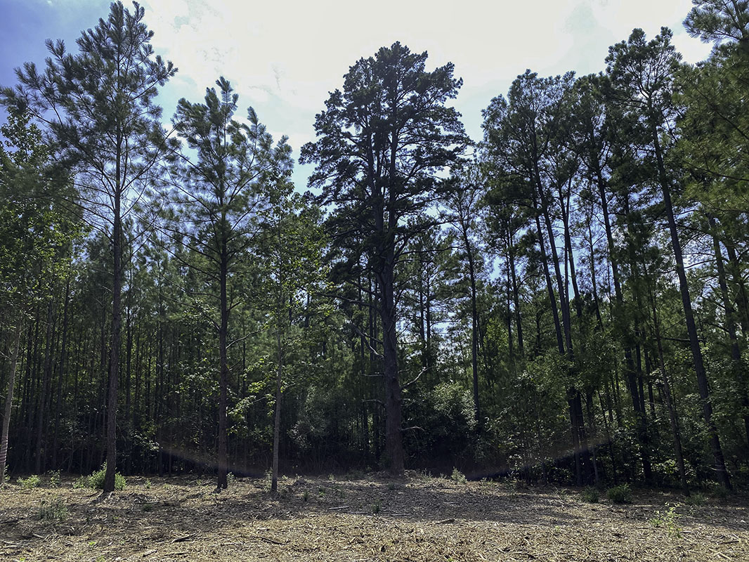 Land for Sale in Centerville, TX Texas Acres