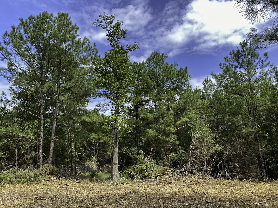 Land for Sale in Centerville, TX Texas Acres