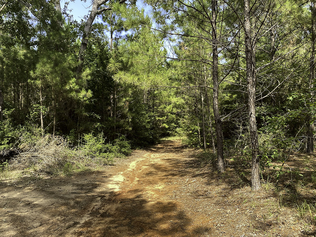 Land for Sale in Centerville, TX Texas Acres