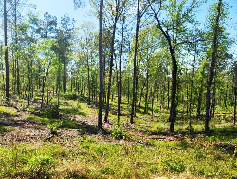 Land for Sale Palestine TX Flexible Financing Available
