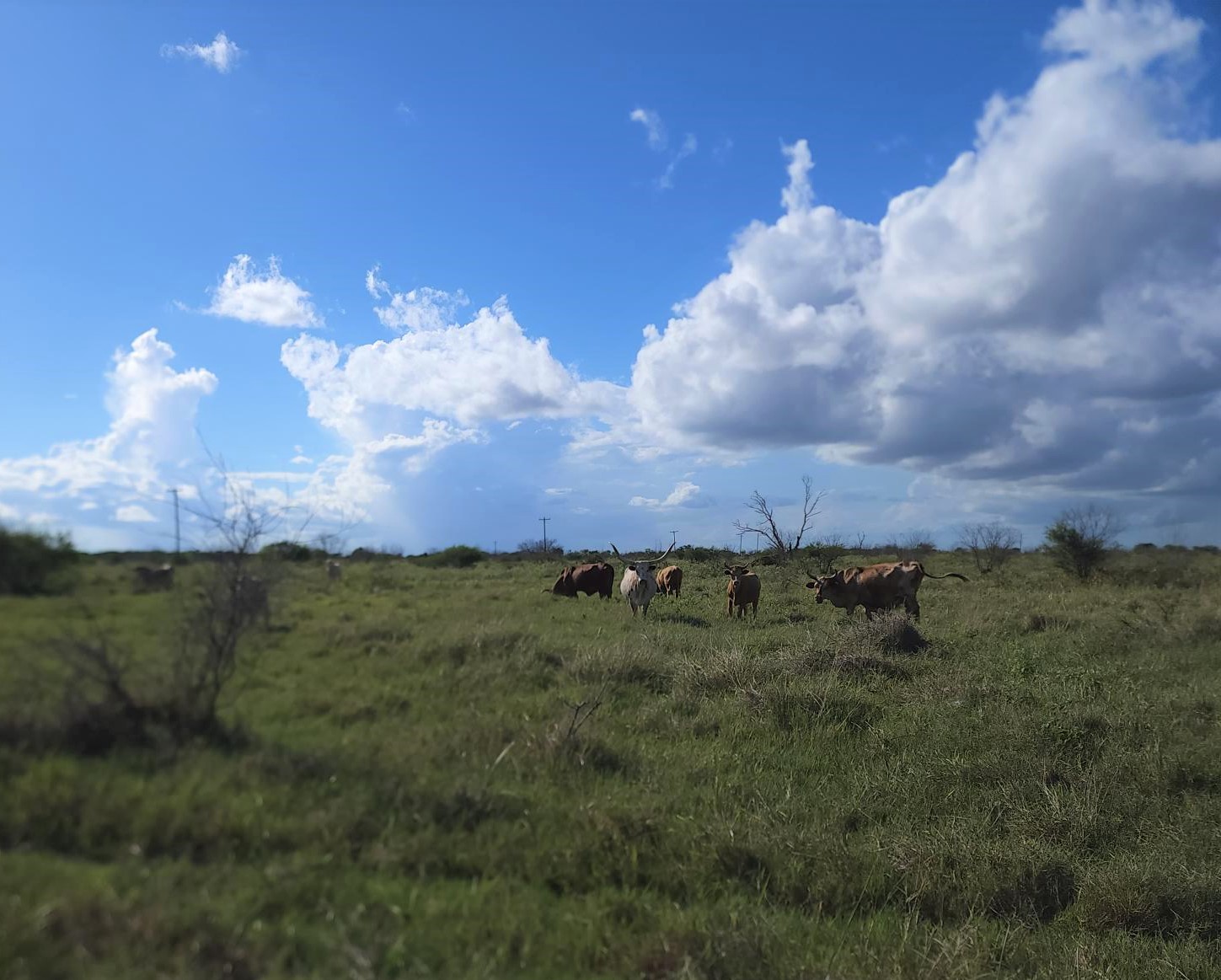 Land for Sale Port Lavaca TX Find the Perfect Property