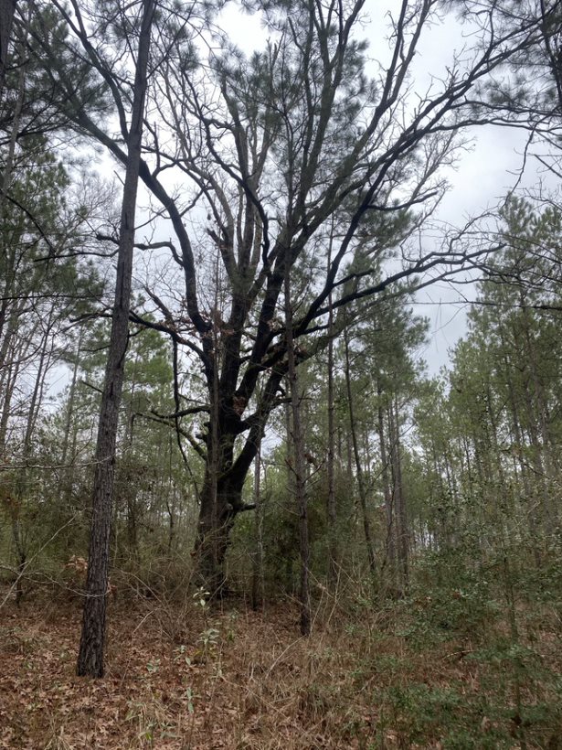 Land for Sale Palestine TX Flexible Financing Available