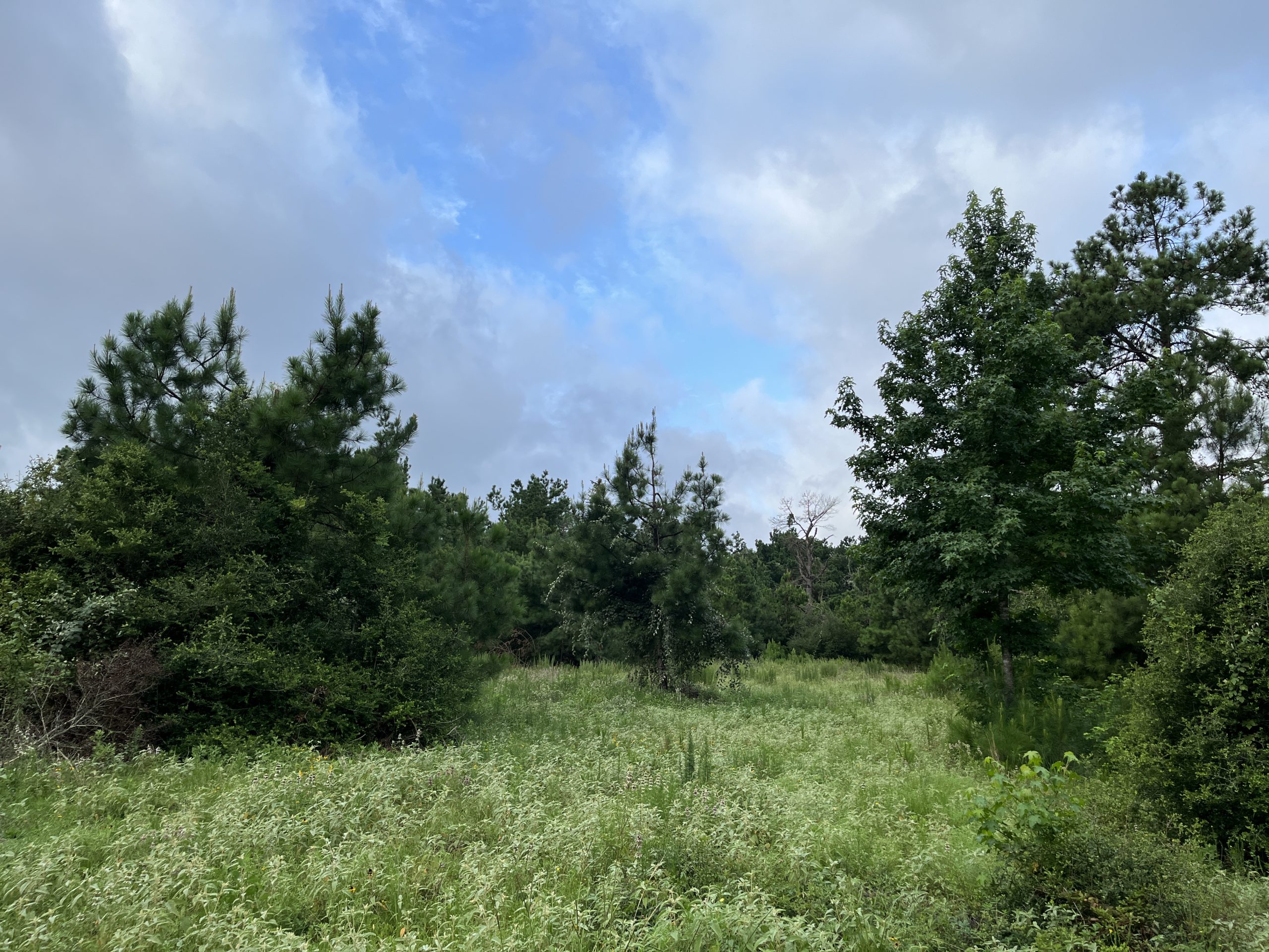 Land for Sale in Centerville TX Find the Perfect Property