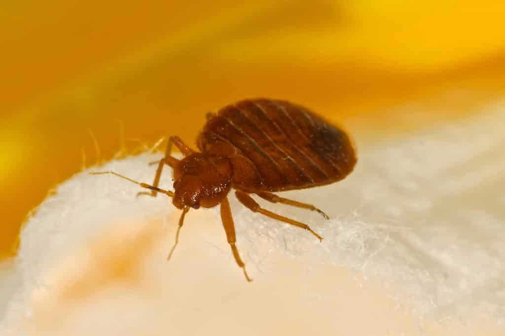 Chemical Bed Bug Treatment low cost Texas Bed Bug Experts