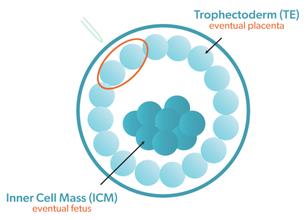 Transferring Mosaic Embryos Embryo Mosaicism Austin Fertility Center