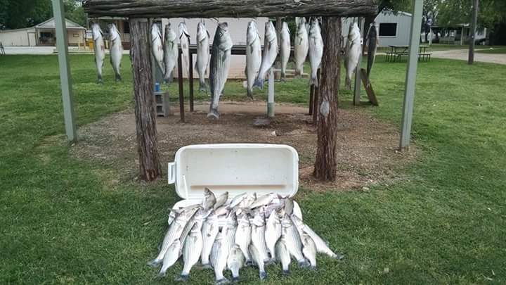 Possum Kingdom Fishing Report Lake Texoma Striper Guide