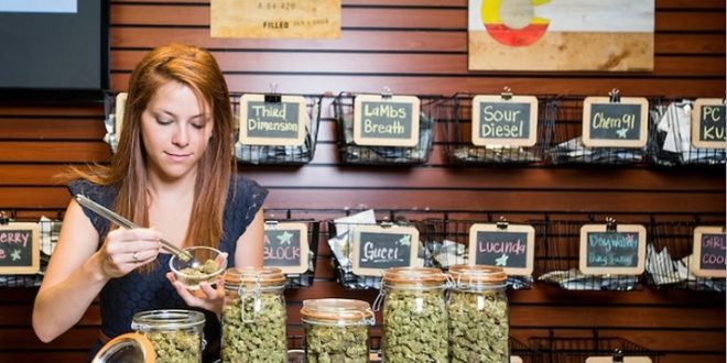 This (Legal) Marijuana Job Can Pay up to 250,000 Annually