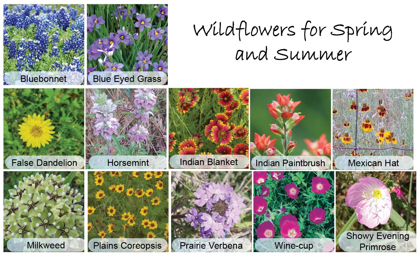 It’s Time to Plant Wildflowers Ellis County Master Gardener Association