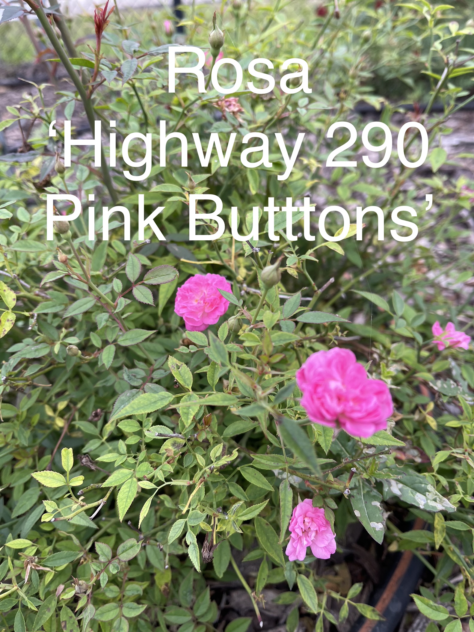 Roses Victoria Educational Gardens Victoria County Master Gardener