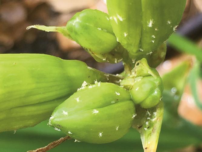 2017 Apr 30 Gardeners' Dirt Victoria County Master Gardener Association