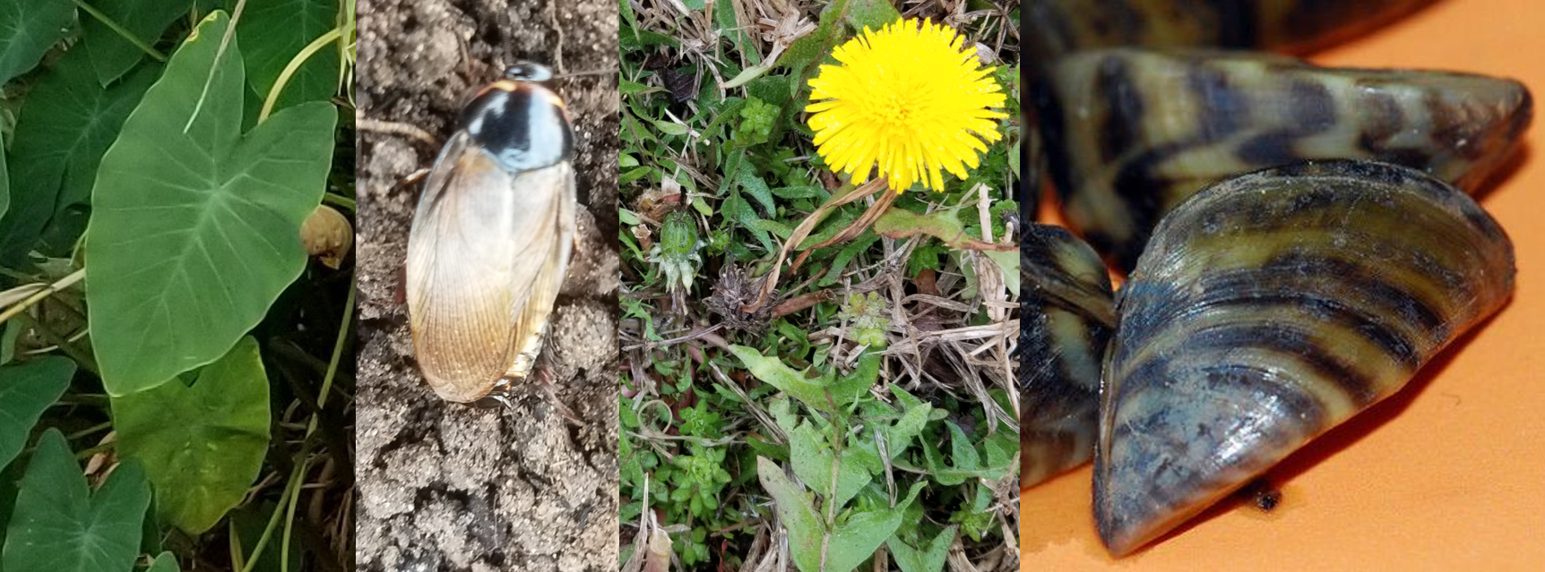 Texas Invasive Species Bioblitz 2020 Texas Master Naturalist Program