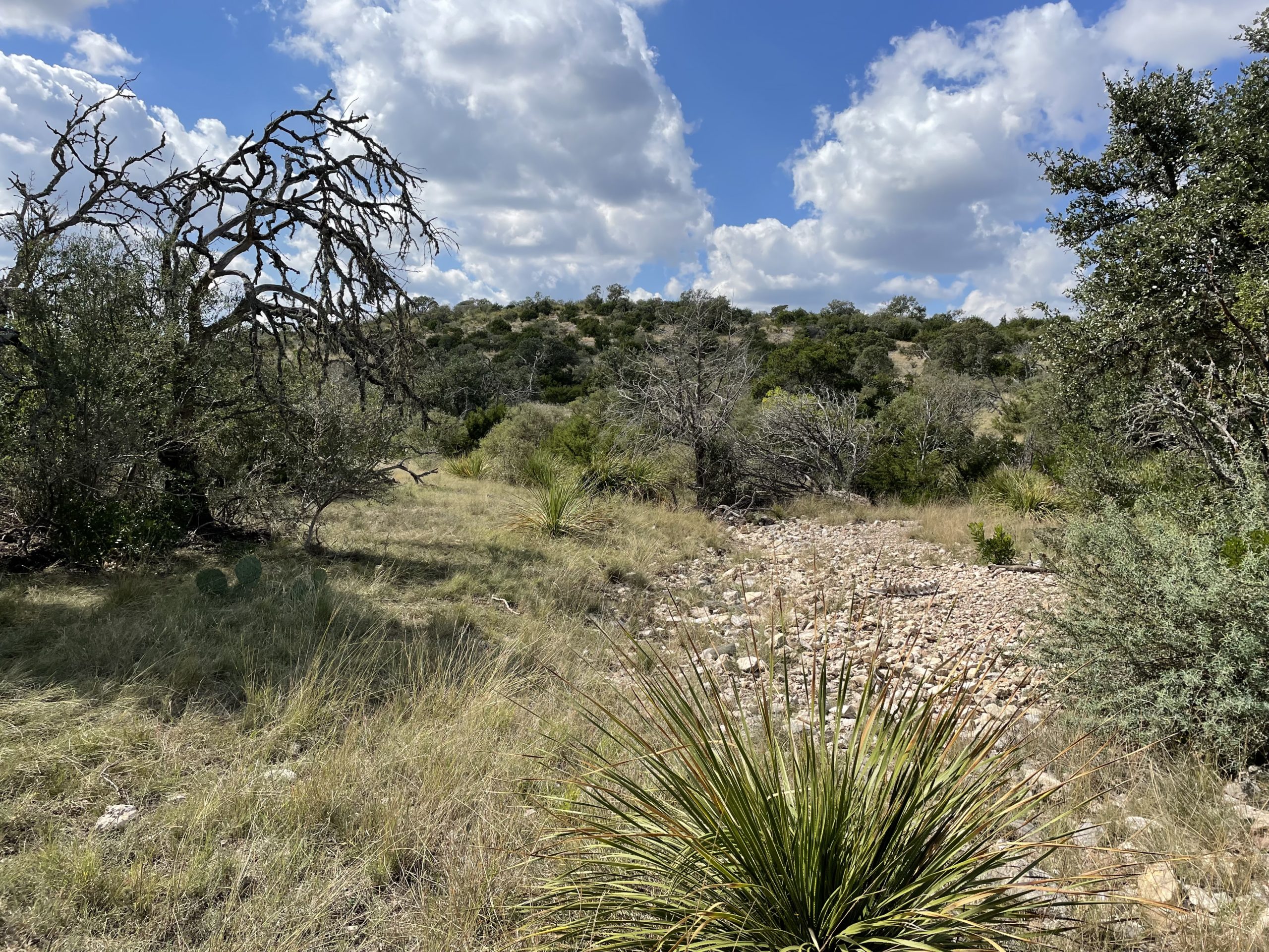 Texana Oaks Ranch » Texas Owner Finance Ranches 5 DOWN