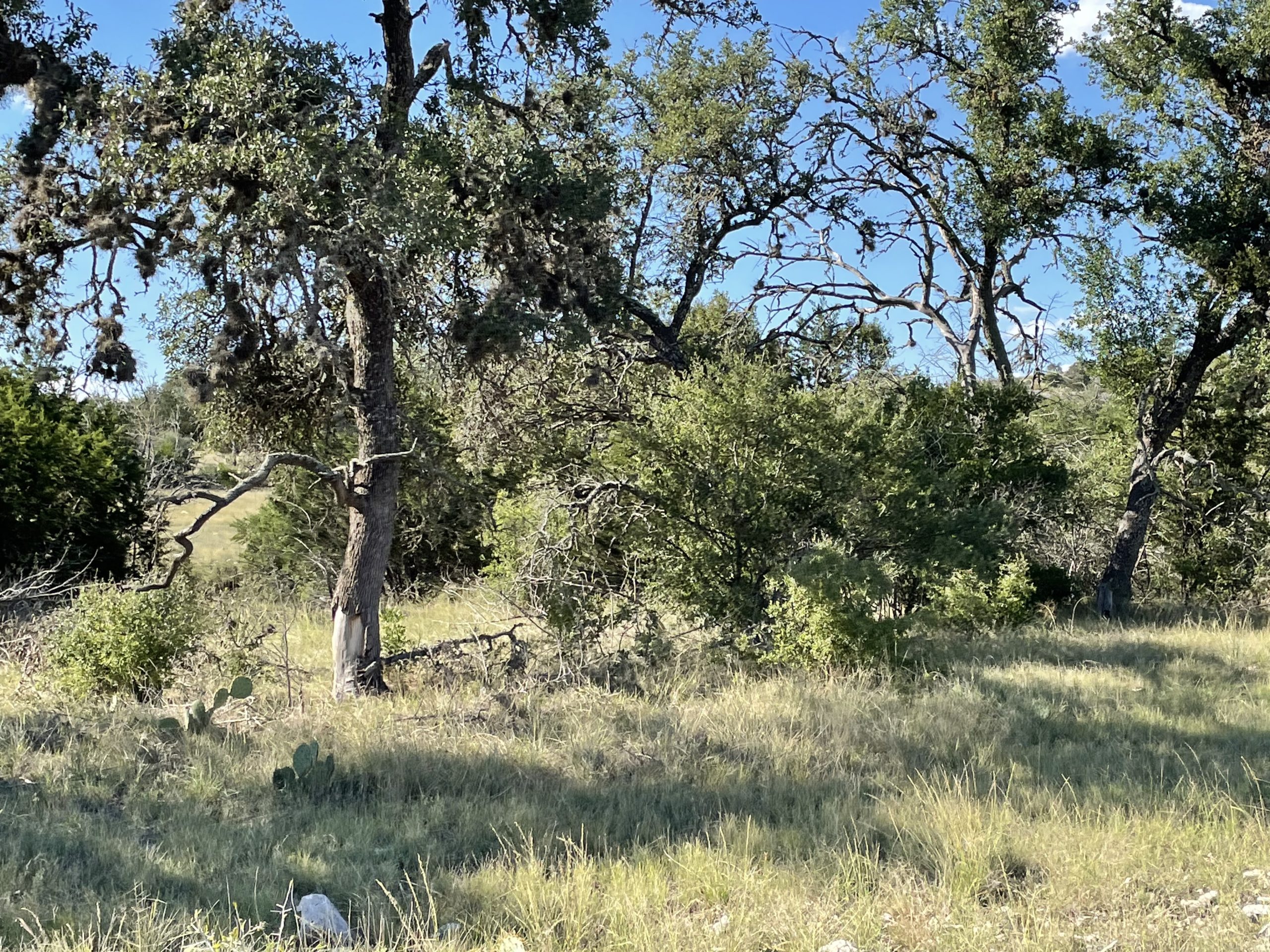 Texana Oaks Ranch » Texas Owner Finance Ranches 5 DOWN