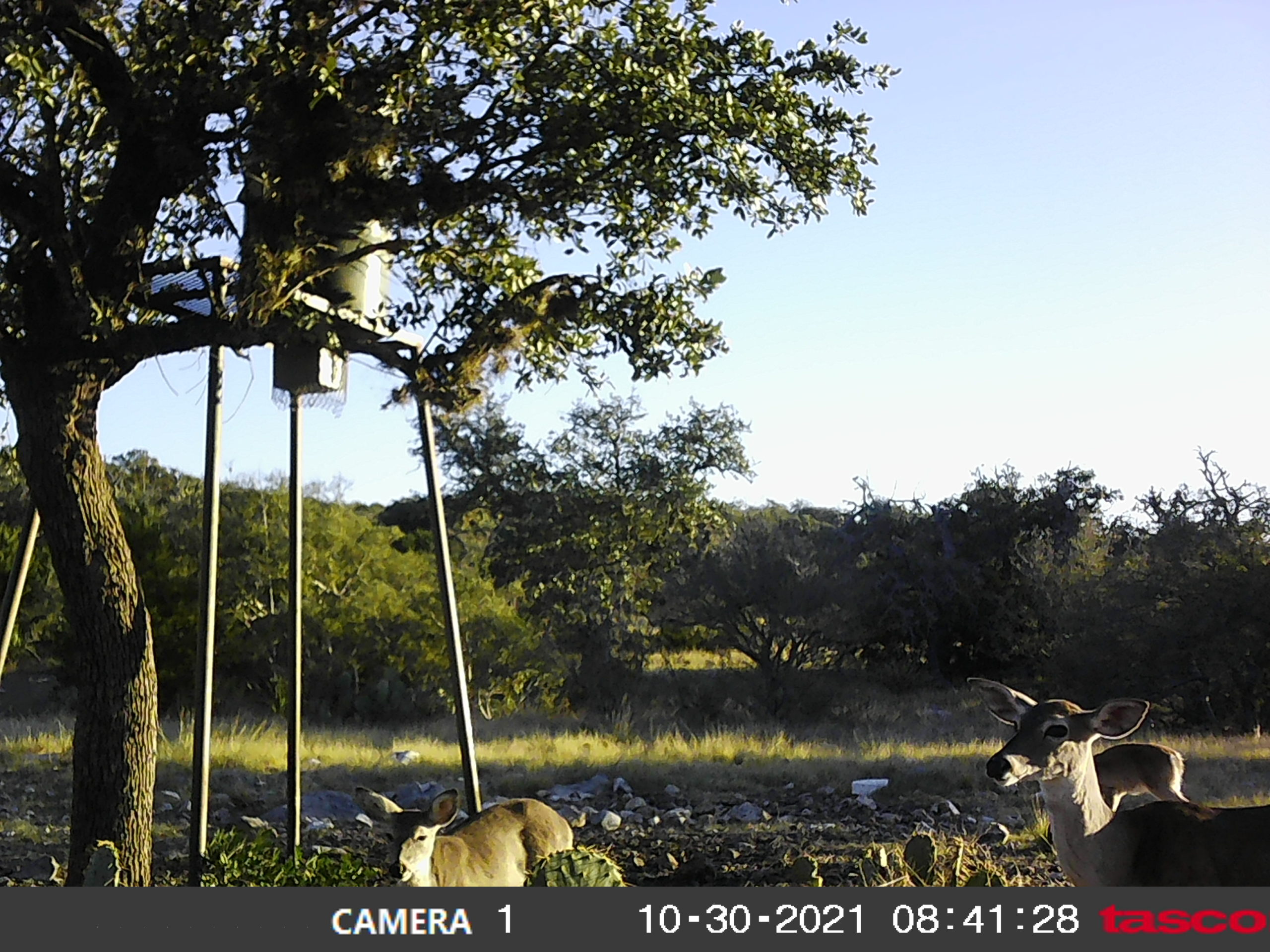 Texana Oaks Ranch » Texas Owner Finance Ranches 5 DOWN