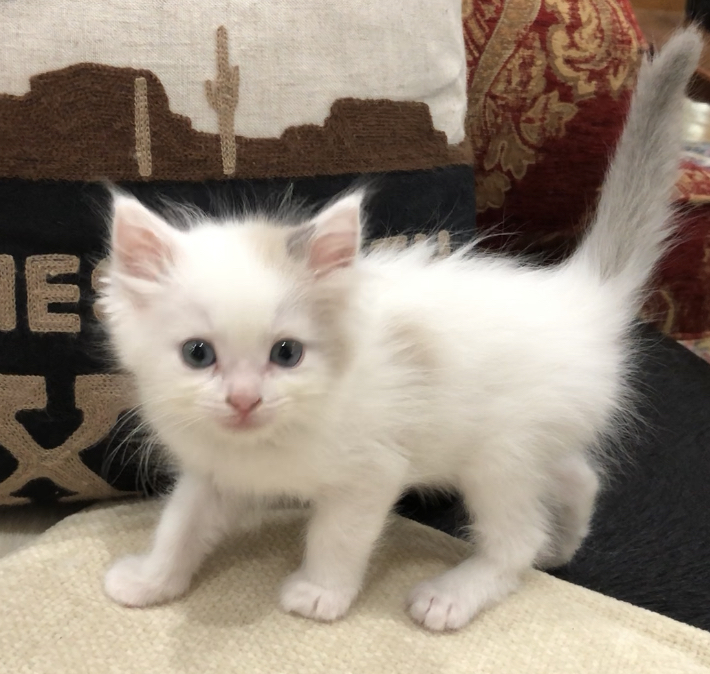 IMG_5092 Texas Ragdoll Kittens