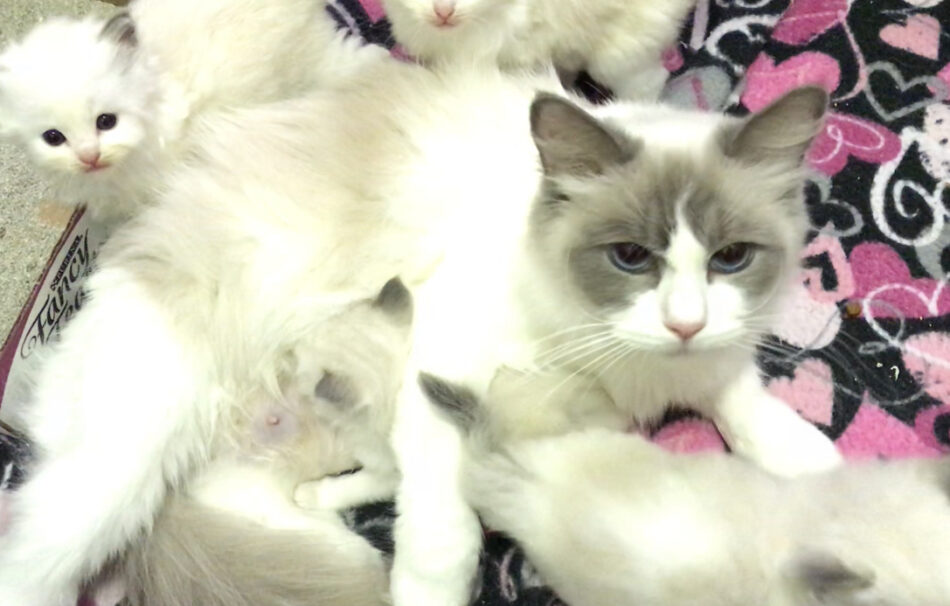 28593 Texas Ragdoll Kittens