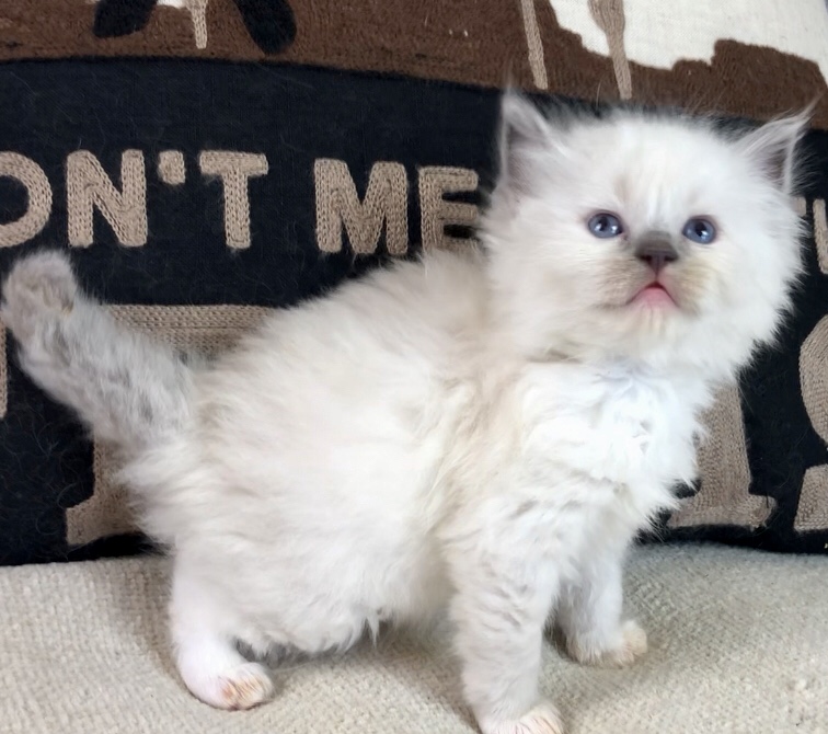 IMG0489 Texas Ragdoll Kittens