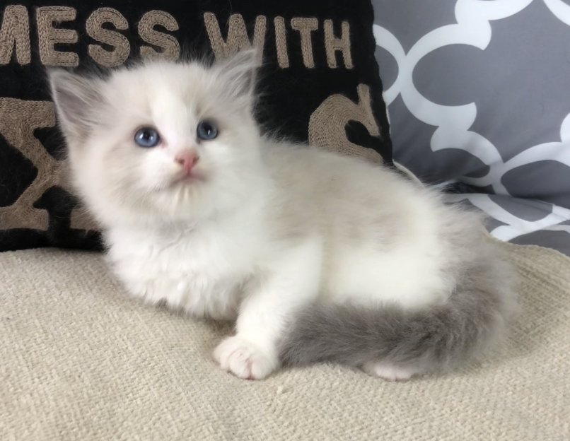 IMG9419 Texas Ragdoll Kittens