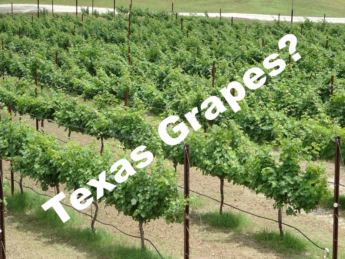 Does Texas even Grow Grapes? Texas Wine Lover