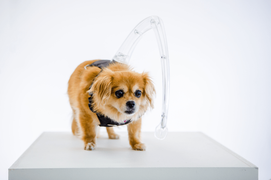 Raising ,000 to launch new product to help blind dogs