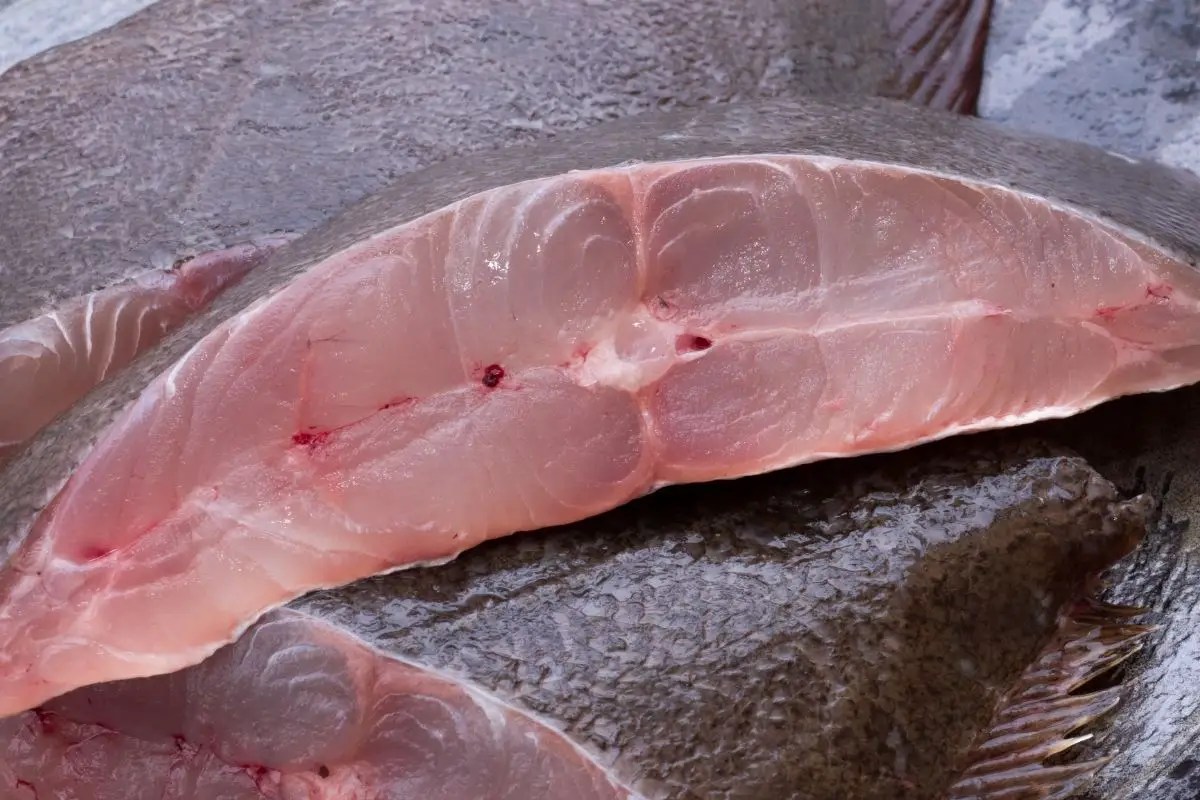 How To Clean and Fillet A Flounder Like A Pro Fillet Flounder Tips
