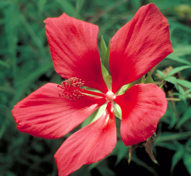 Hibiscus coccineus Tyler Arboretum