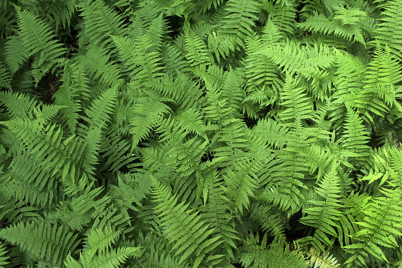 Glorious Groundcover Tyler Arboretum
