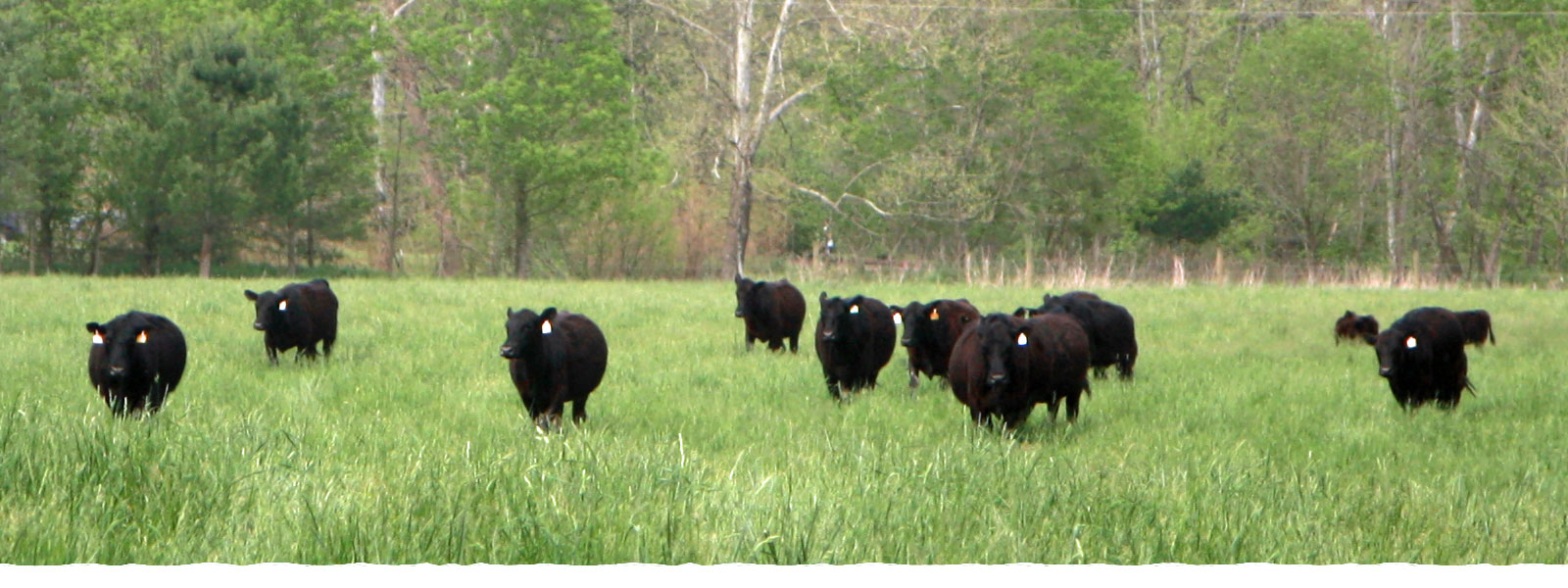Home Tyn Rhos Farm Angus Cattle Ironton, Ohio