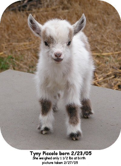 The Tyny Goat Ranch - Oklahoma City, Oklahoma,Usa--Pygmy And Nigerian Dwarf Goats