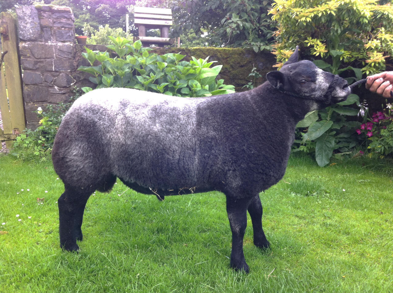 Jonsland Pedigree Blue Texel Sheep For Sale