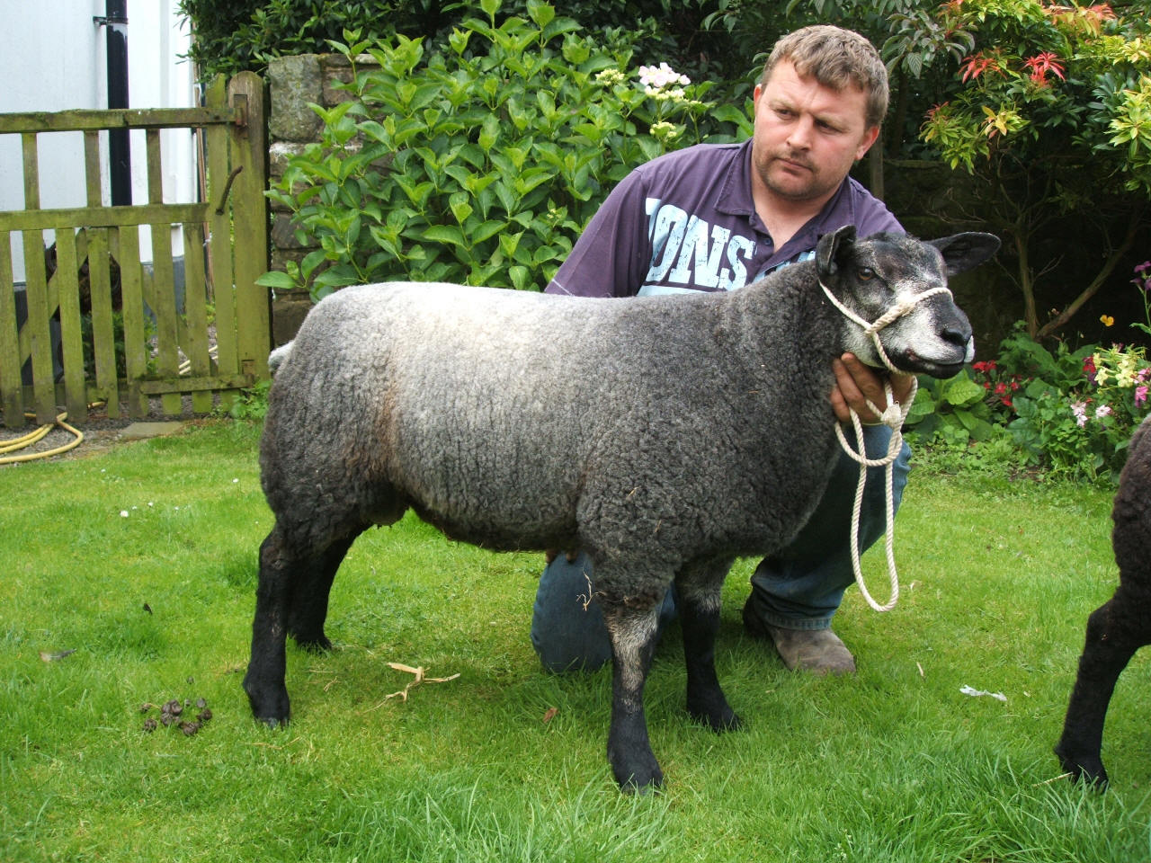 Jonsland Pedigree Blue Texel Sheep For Sale