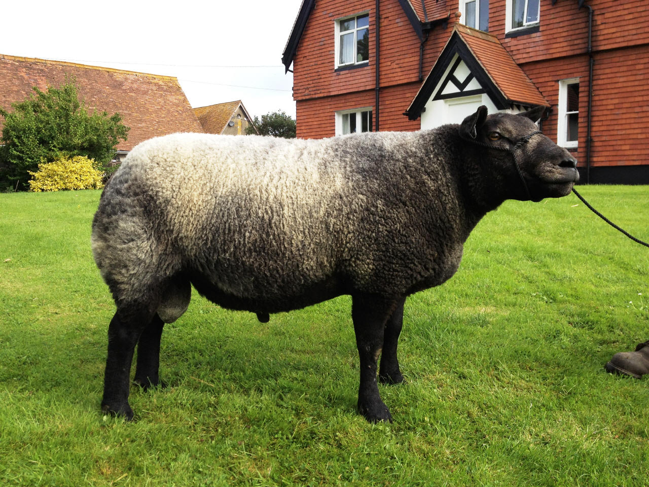 Jonsland Pedigree Blue Texel Sheep For Sale