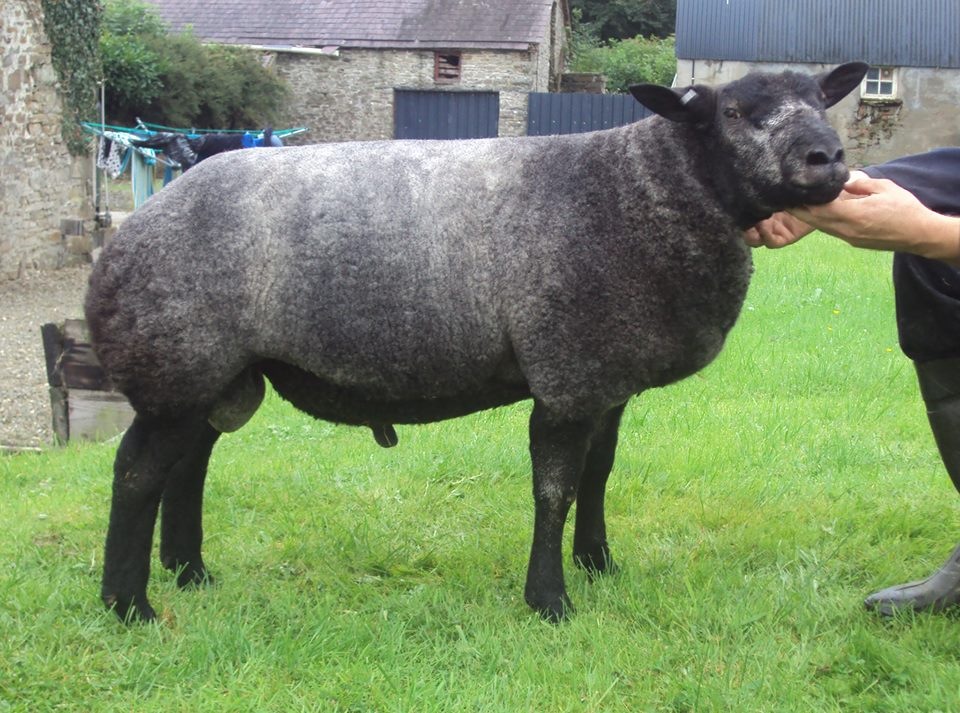 Jonsland Pedigree Blue Texel Sheep For Sale