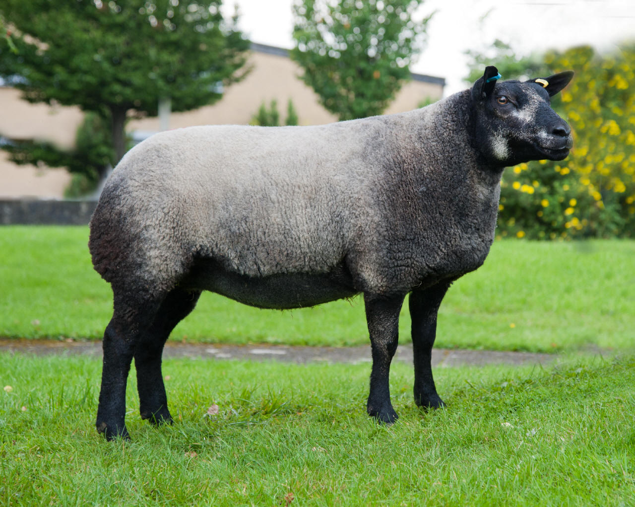 Jonsland Pedigree Blue Texel Sheep For Sale