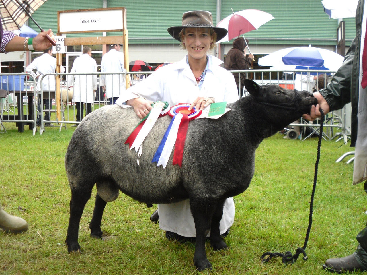 Jonsland Pedigree Blue Texel Sheep For Sale