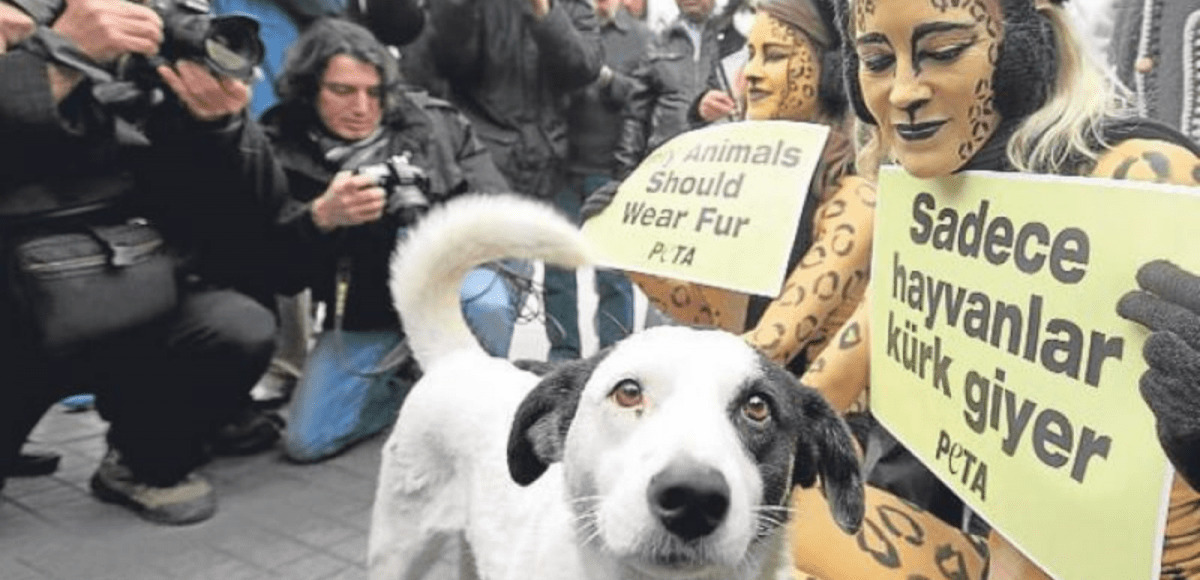 Turkey's Struggling Experience with Animal Welfare Law Typelish