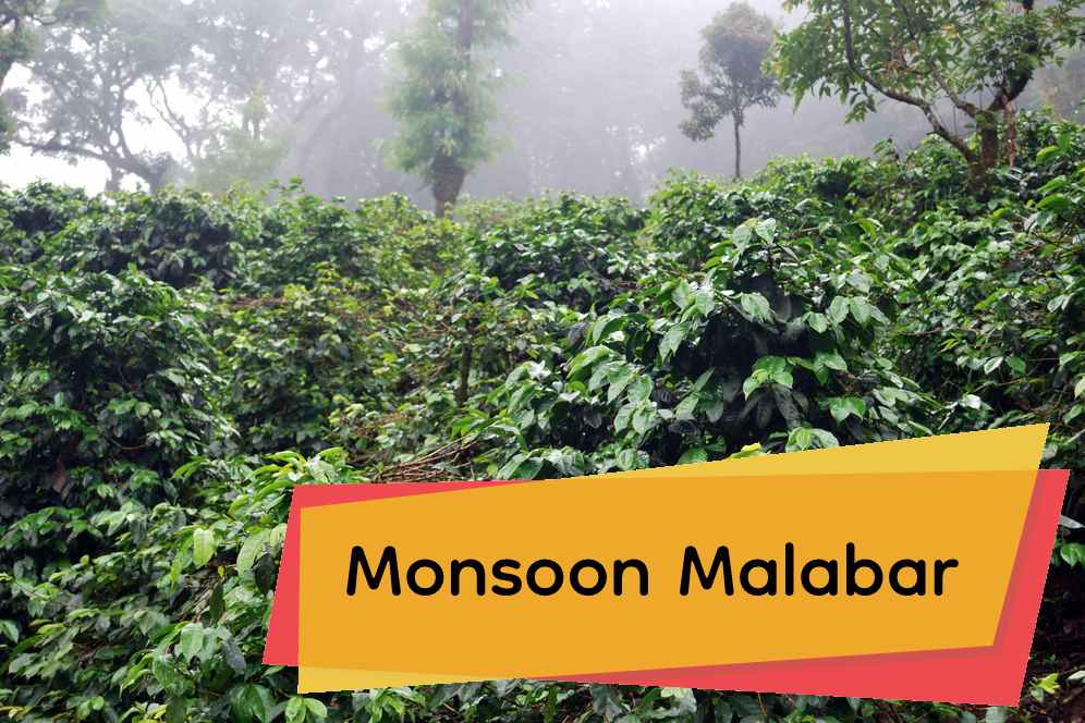 Review of Malabar Monsoon Ground Coffee (The Taste And Brewing Process)