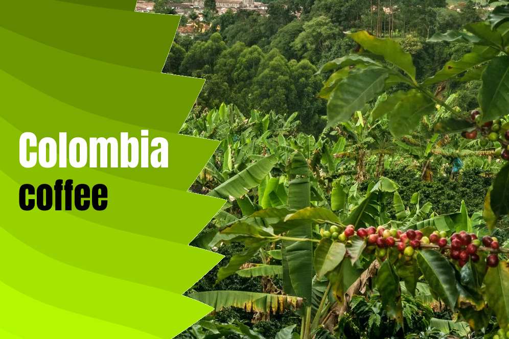Coffee In Colombia Embarking on a Flavorful Expedition through Coffee