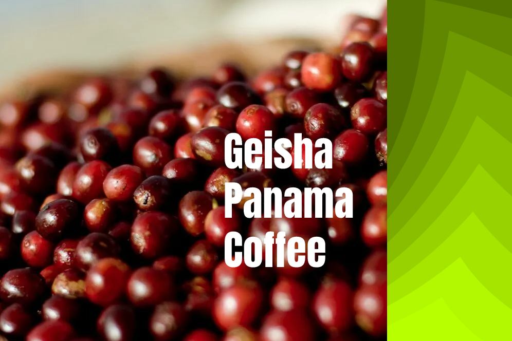 Geisha Delight The Delicate Aromas and Tastes of Panama's Finest Coffee