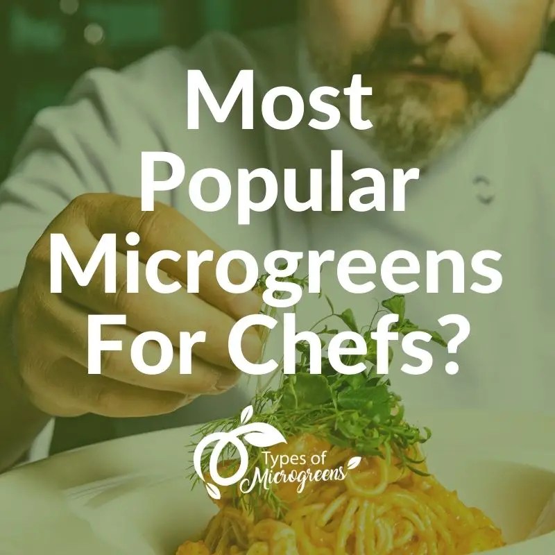 Most Popular Microgreens For Chefs Types Of Microgreens