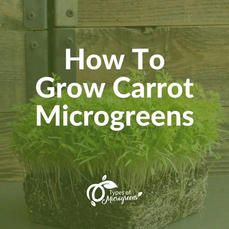 How To Grow Carrot Microgreens Types Of Microgreens