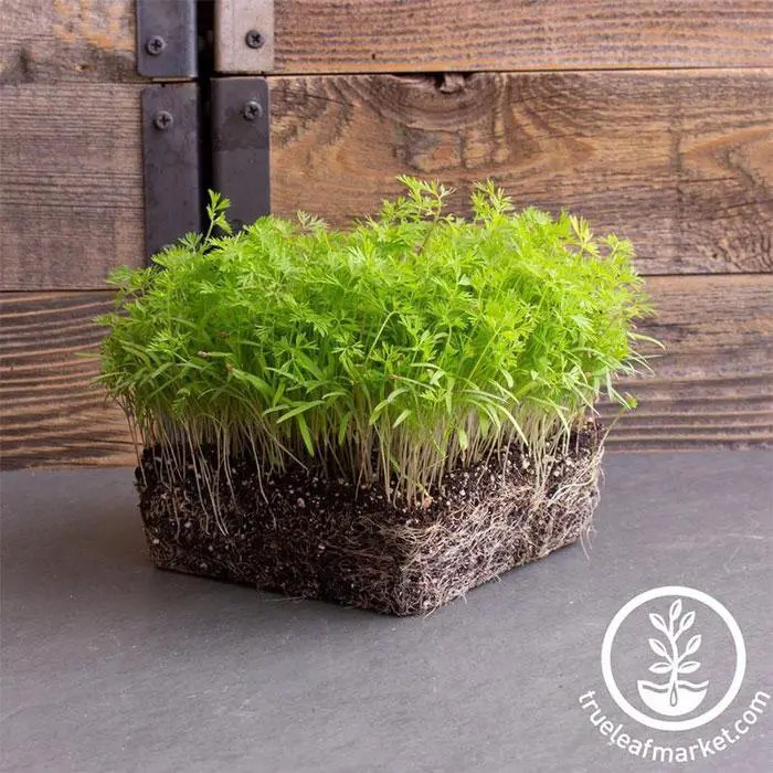 How To Grow Carrot Microgreens Types Of Microgreens