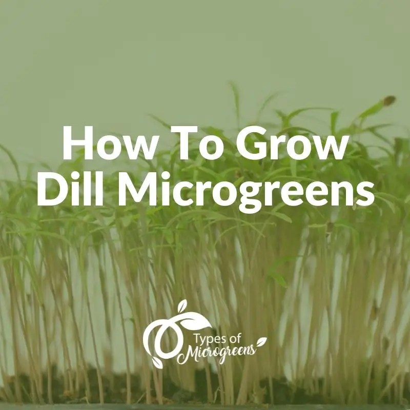How To Grow Dill Microgreens Types Of Microgreens