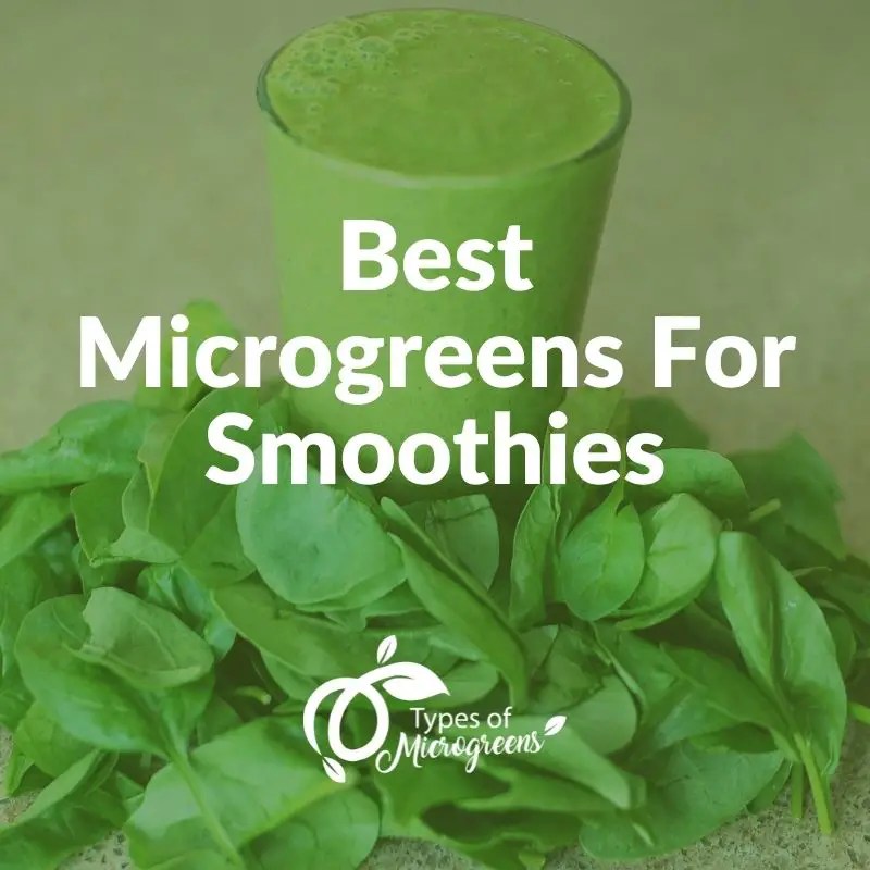 Best Microgreens For Smoothies Types Of Microgreens